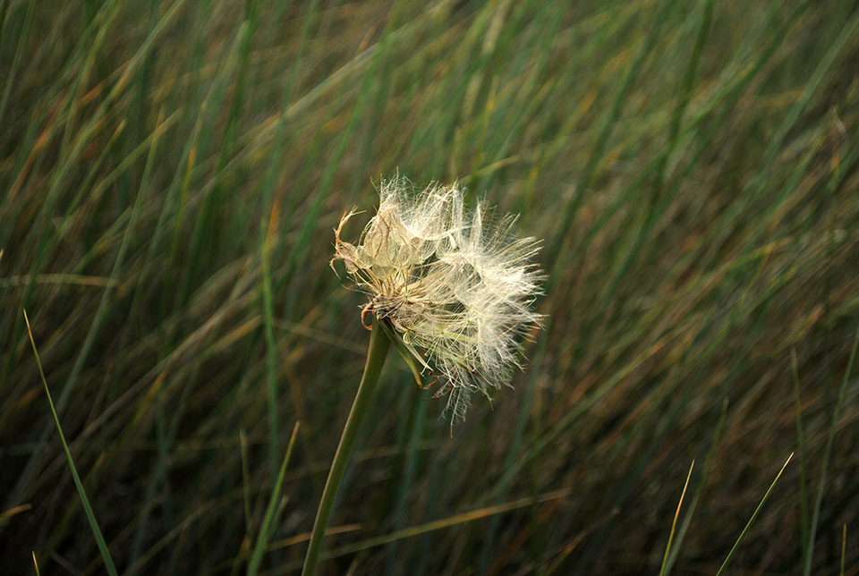 wissant dandelion pissenlit