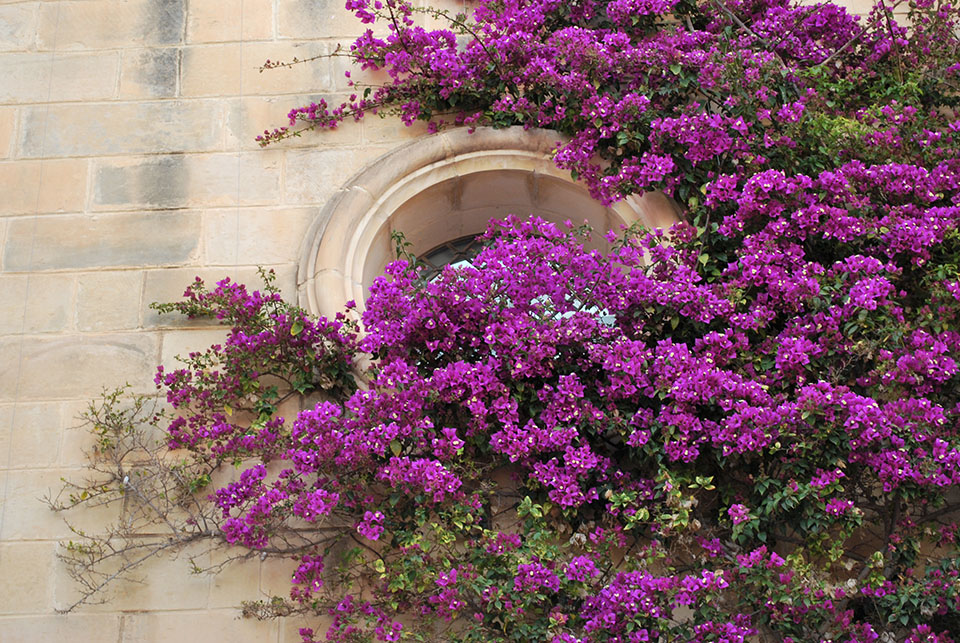 mdina porte fleurie